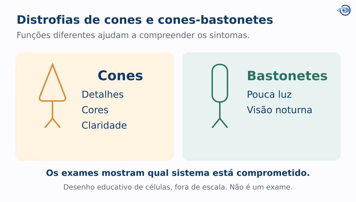 Comparação educativa entre cones, ligados a detalhes, cores e claridade, e bastonetes, sensíveis à pouca luz. Desenhos de células fora de escala. Comparação educativa entre cones, ligados a detalhes, cores e claridade, e bastonetes, sensíveis à pouca luz. Desenhos de células fora de escala.