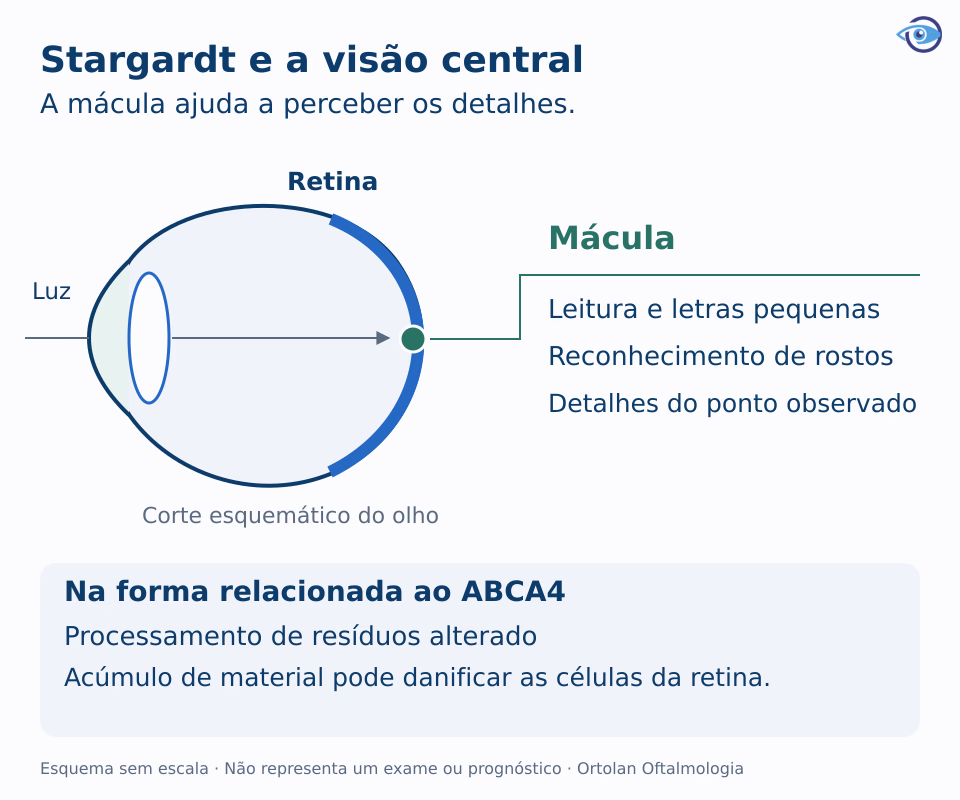 Esquema anatômico do olho mostrando a mácula e sua participação na leitura e no reconhecimento de rostos, com explicação do papel do ABCA4. Esquema anatômico do olho mostrando a mácula e sua participação na leitura e no reconhecimento de rostos, com explicação do papel do ABCA4.