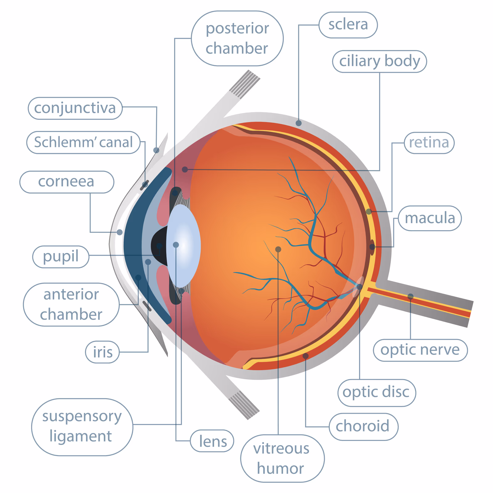 Diagrama da anatomia interna do olho humano com córnea, íris, cristalino, retina e nervo óptico.