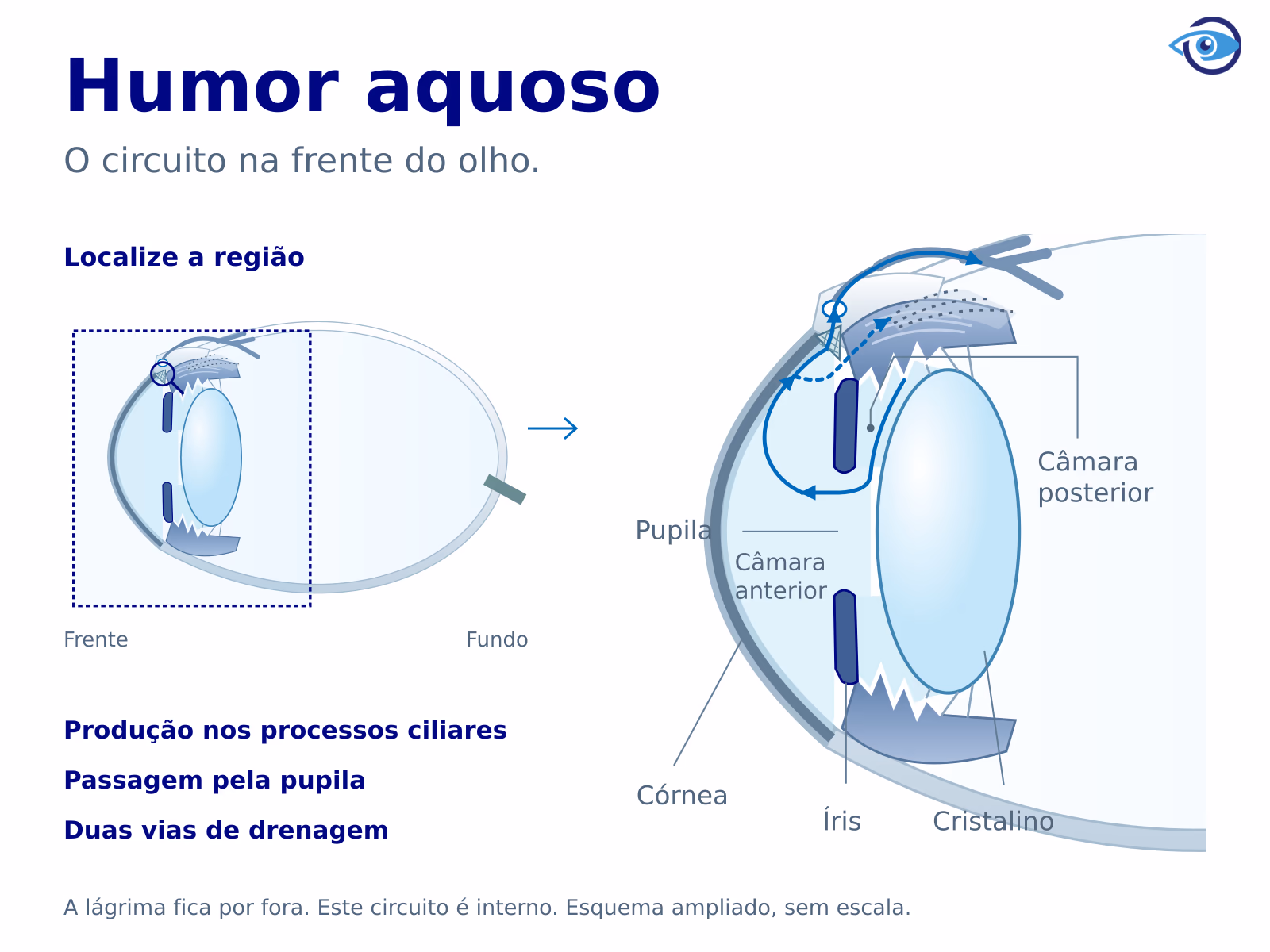 Corte do olho com a frente à esquerda, contexto do globo e ampliação das câmaras anterior e posterior. Setas acompanham a passagem pela pupila e duas vias de drenagem, sem atravessar íris ou cristalino. Corte do olho com a frente à esquerda, contexto do globo e ampliação das câmaras anterior e posterior. Setas acompanham a passagem pela pupila e duas vias de drenagem, sem atravessar íris ou cristalino.
