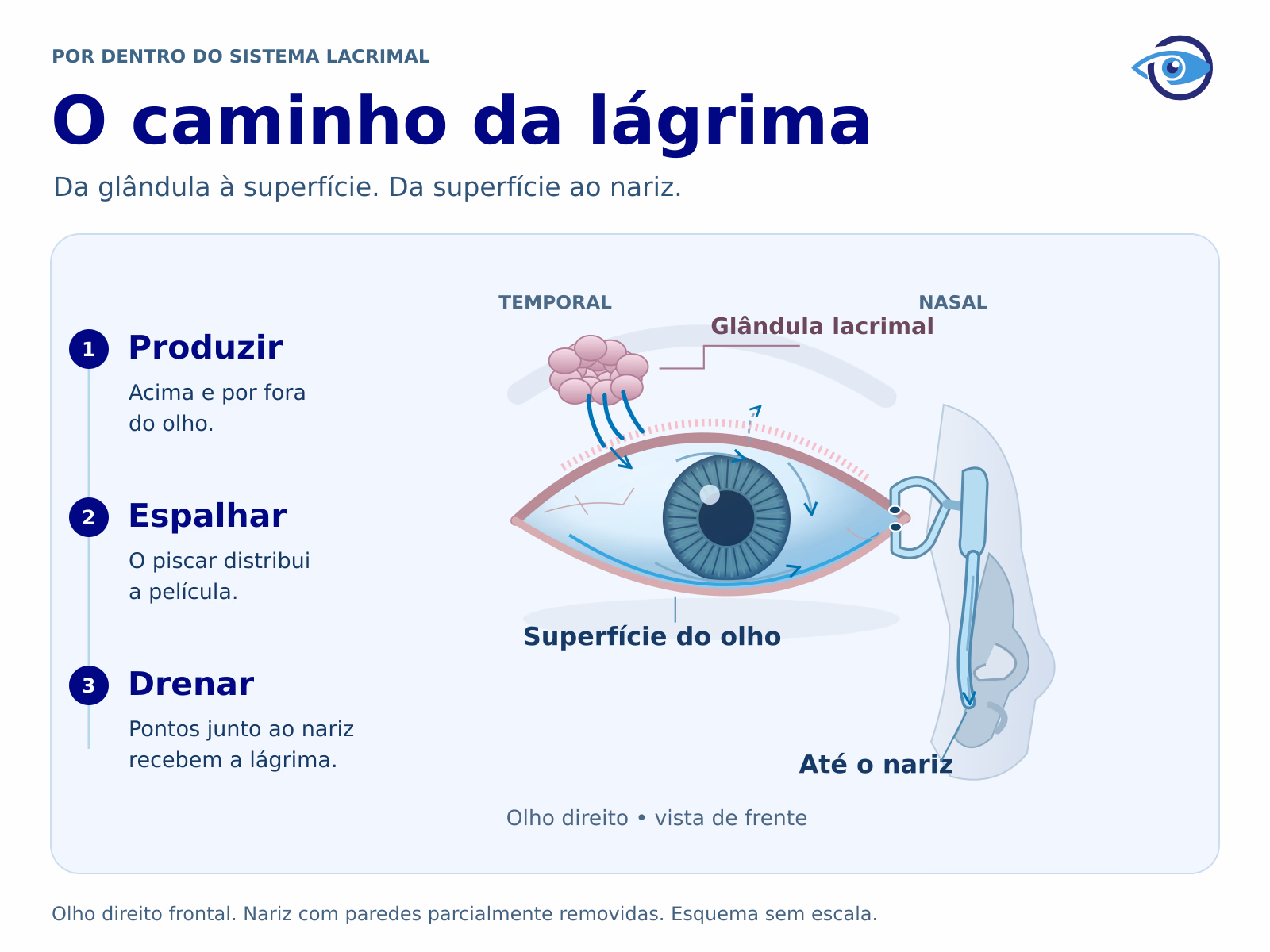 Esquema anatômico original do olho direito de frente. A glândula lacrimal fica acima e à esquerda da imagem, no lado temporal. A lágrima chega à superfície e drena pelos pontos mediais, canalículos, saco e ducto até o nariz, à direita. Esquema anatômico original do olho direito de frente. A glândula lacrimal fica acima e à esquerda da imagem, no lado temporal. A lágrima chega à superfície e drena pelos pontos mediais, canalículos, saco e ducto até o nariz, à direita.