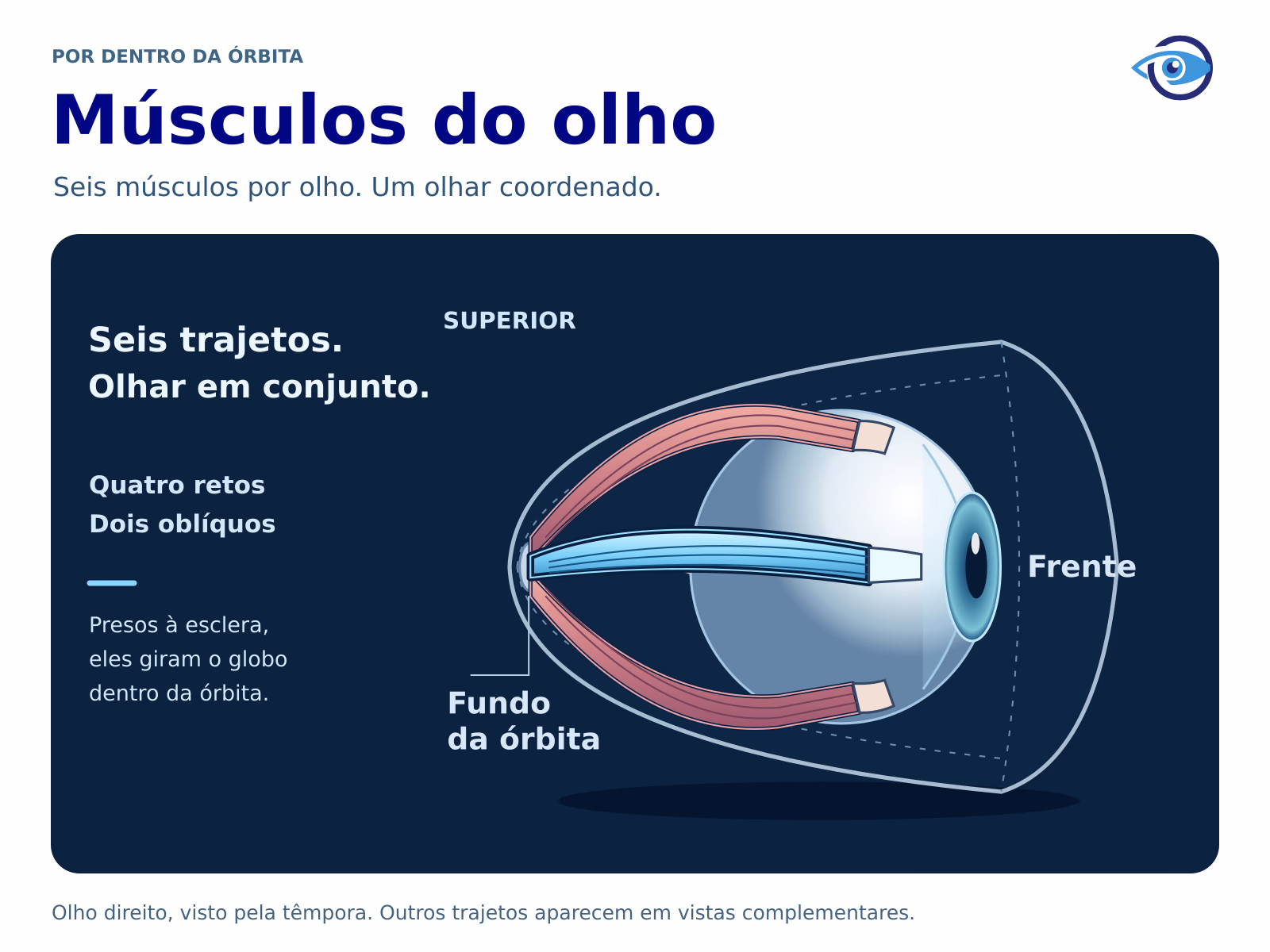 Ilustração anatômica original da órbita direita aberta, com frente à direita e fundo à esquerda. Os retos lateral, superior e inferior se estendem do fundo da órbita até a esclera. Vistas complementares revelam os trajetos dos oblíquos e do reto medial. Ilustração anatômica original da órbita direita aberta, com frente à direita e fundo à esquerda. Os retos lateral, superior e inferior se estendem do fundo da órbita até a esclera. Vistas complementares revelam os trajetos dos oblíquos e do reto medial.