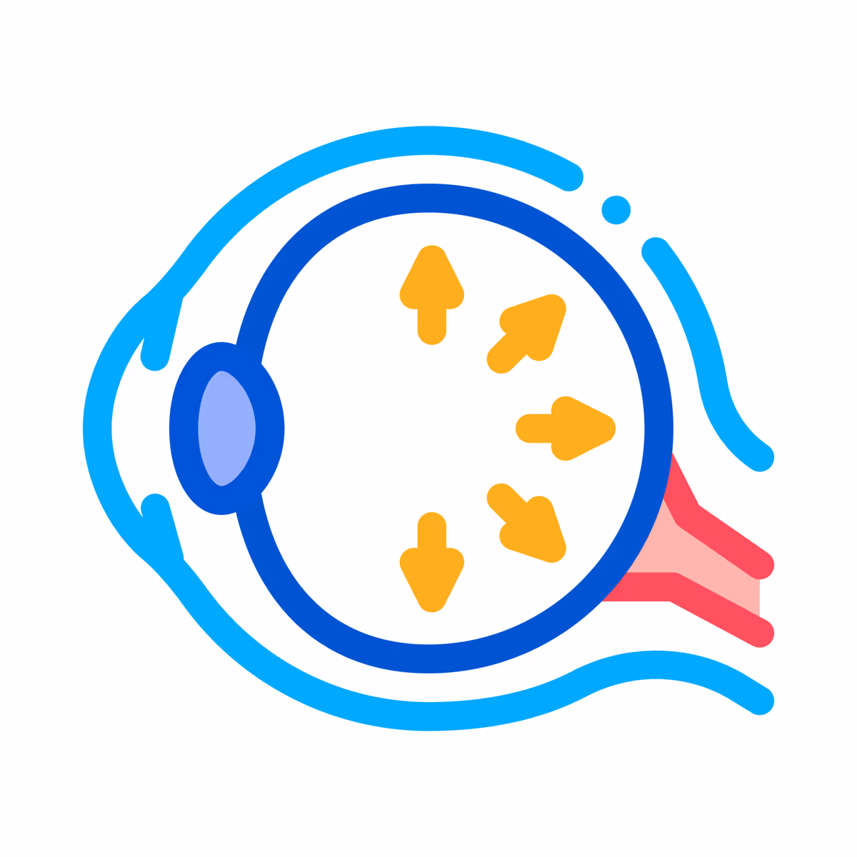 Ilustração do olho humano — a pressão intraocular elevada é o principal fator de risco para glaucoma.