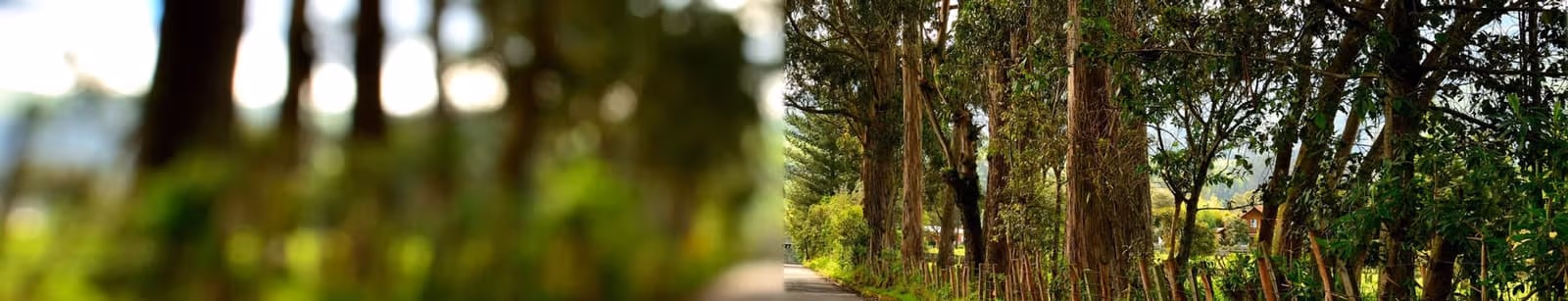 Comparação: visão desfocada à esquerda e nítida à direita após o implante de lente fácica.