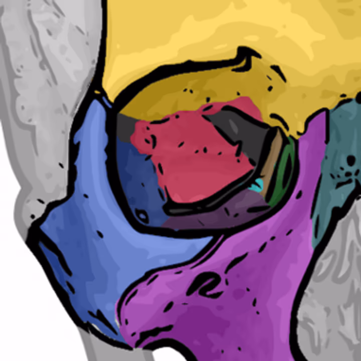 Diagrama dos sete ossos da órbita ocular coloridos por identificação anatômica.