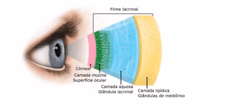Composição da lágrima em camadas.